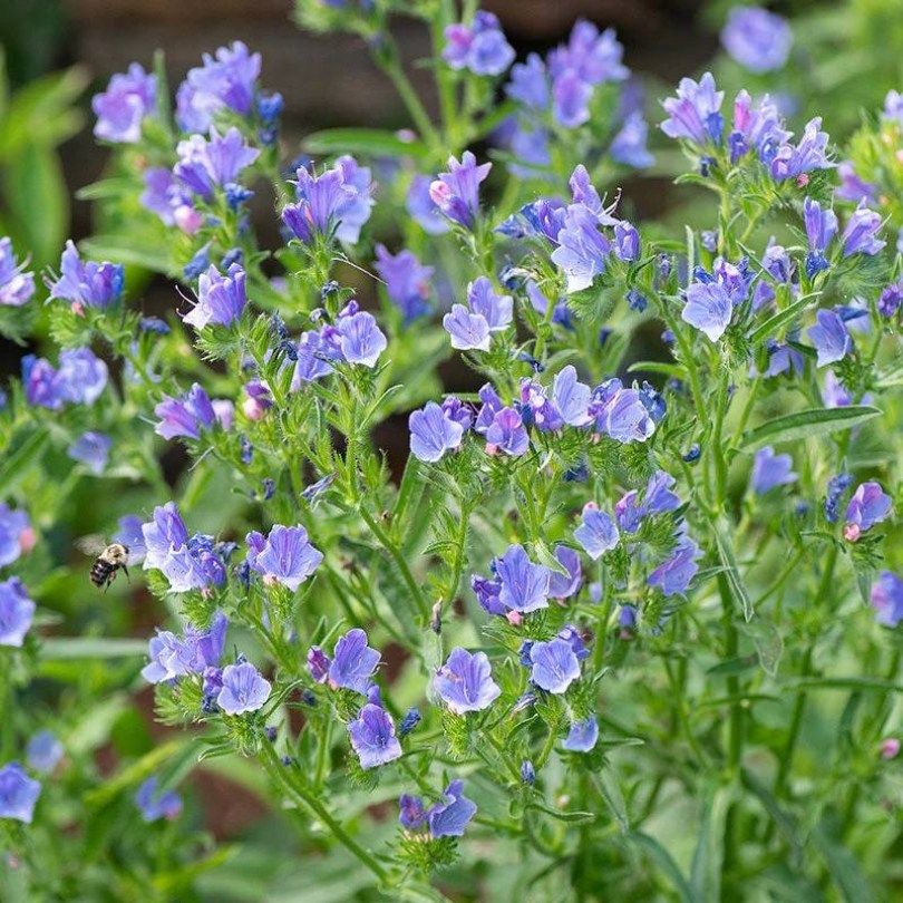 Útifűlevelű kígyószisz 'Blue Bedder', Echium plantagineum, virág